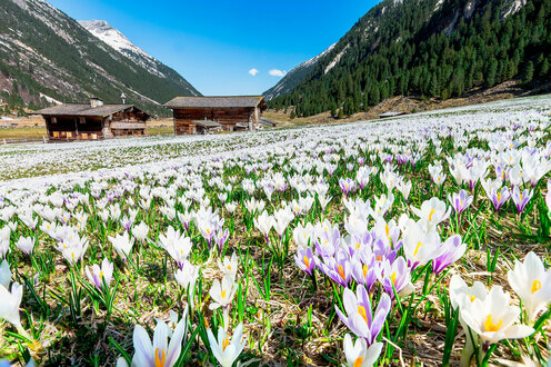 Krokusblüte im Krimmler Achental